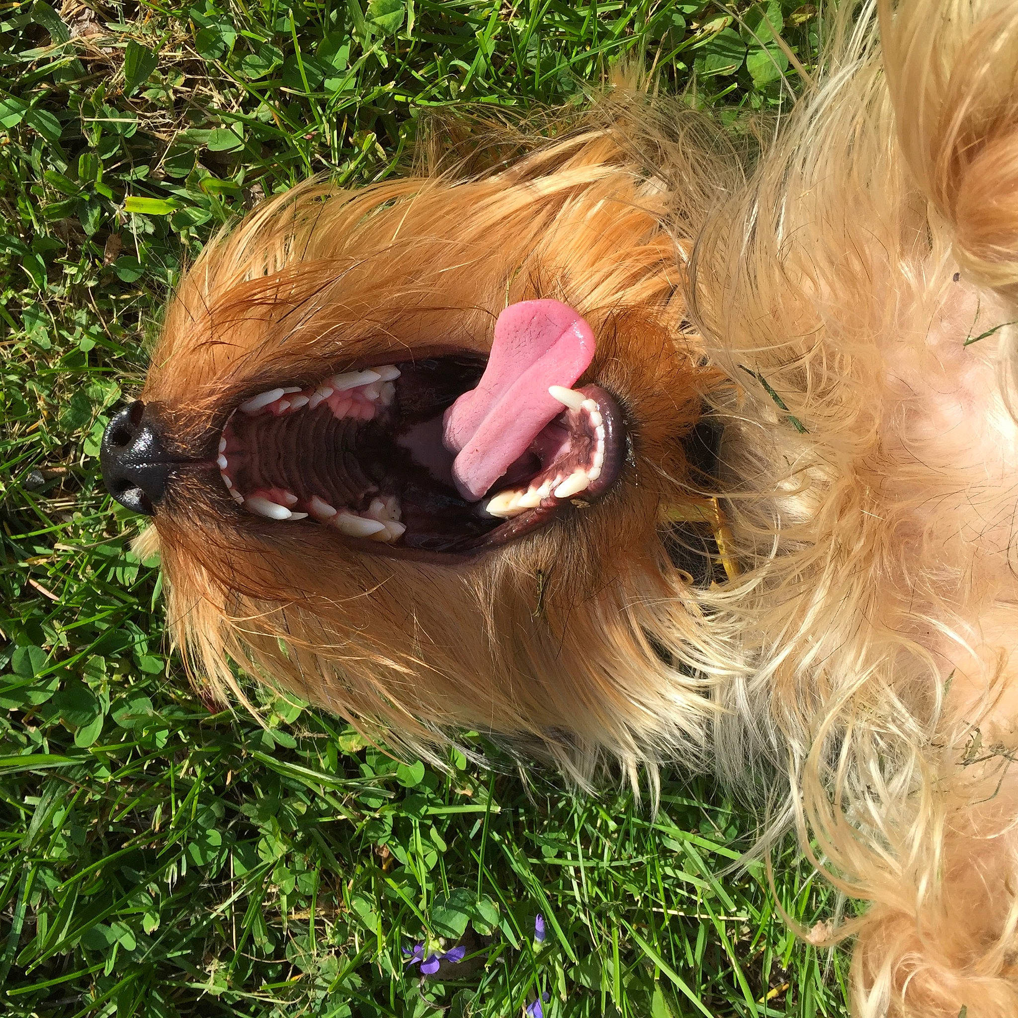 Elton joined the competition — help win amazing prizes! briard, canidae, carnivore, companion_dog, dog, dog_breed, ear, fawn, fur, grass, liver, shih_tzu, sporting_group, terrier, toy_dog, yorkshire_terrier