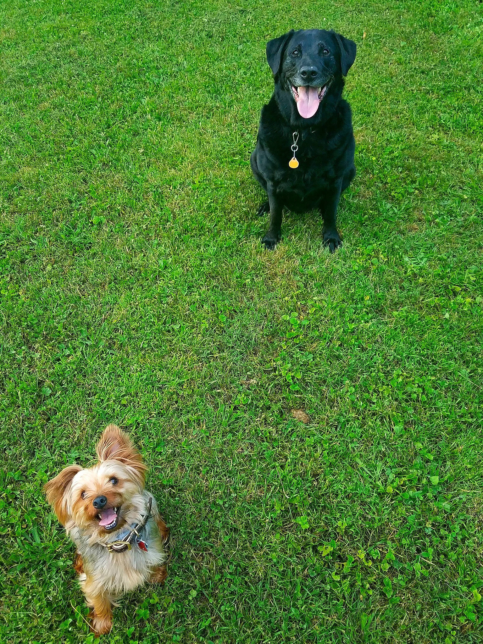 Elton joined the competition — help win amazing prizes! canidae, carnivore, companion_dog, dog, dog_breed, grass, green, labrador_retriever, lawn, mammal, plant, sporting_group, vertebrate