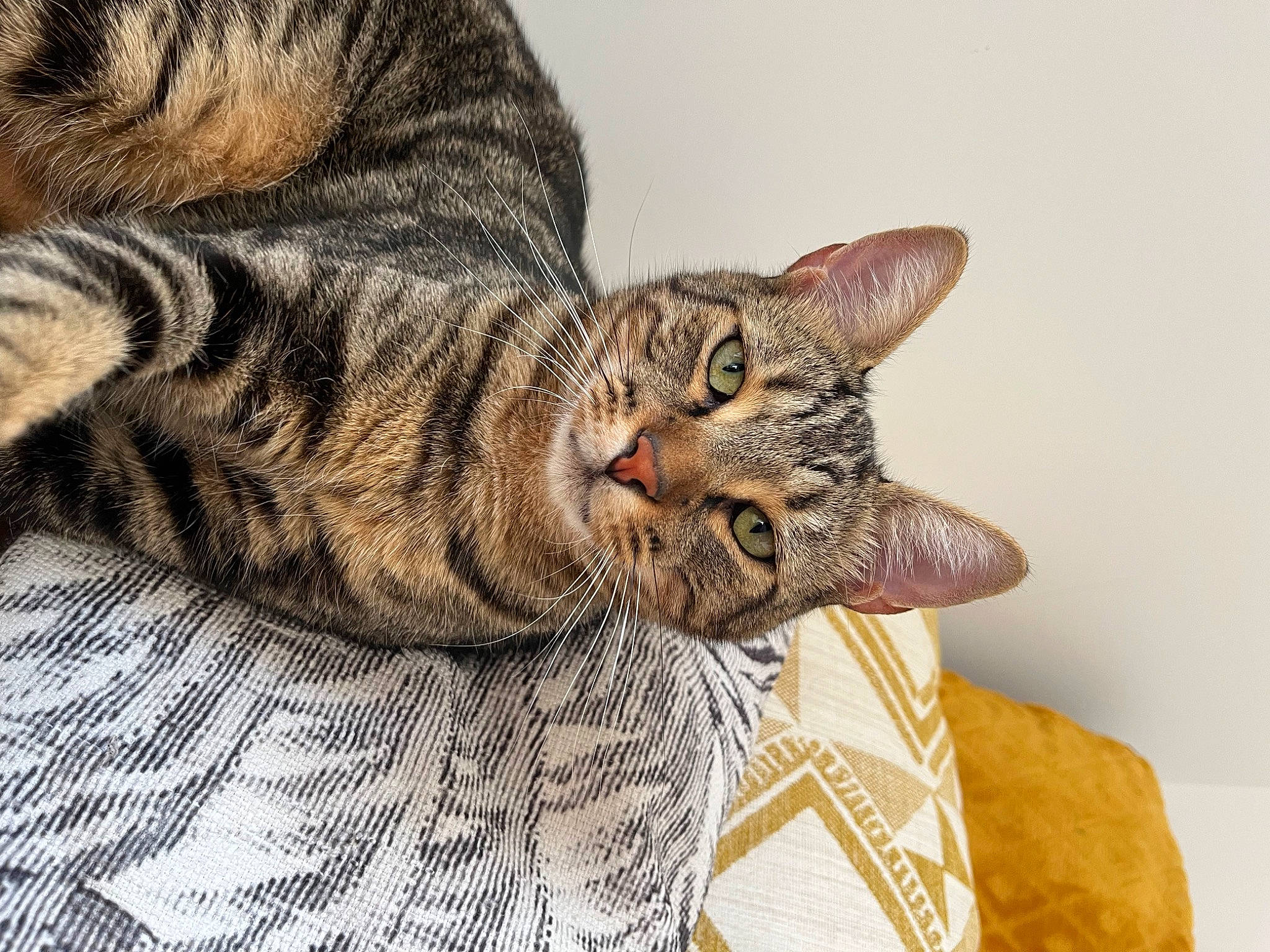 Matteo Et Margot a rejoint le concours — aidez-le/la à gagner de superbes lots ! carnivore, cat, claw, comfort, domestic_short_haired_cat, eye, felidae, fur, pattern, paw, small_to_medium_sized_cats, snout, tail, terrestrial_animal, whiskers, wildlife