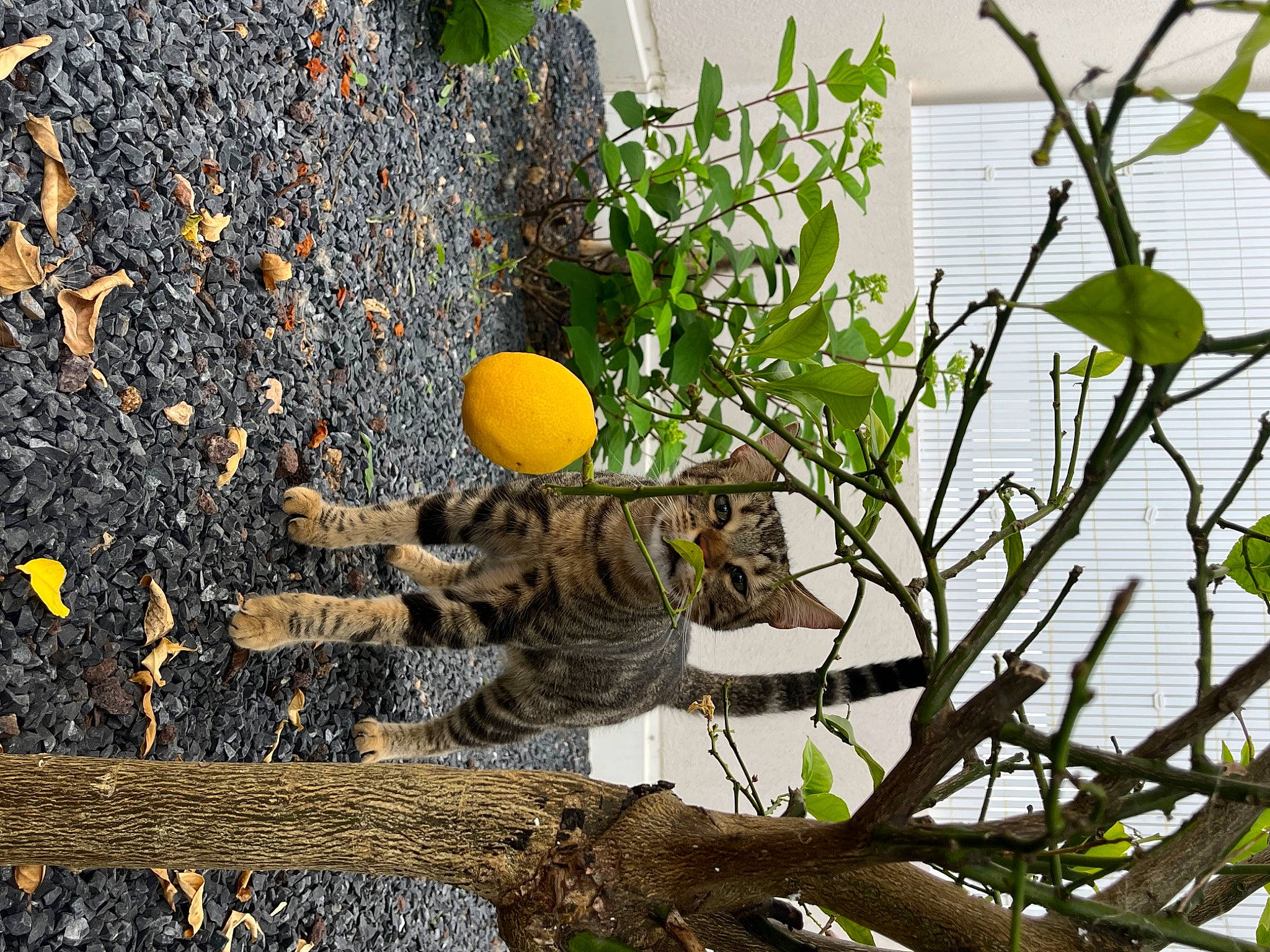 Matteo Et Margot participe au concours pour gagner de l'argent avec cette photo : beak, branch, carnivore, cat, domestic_short_haired_cat, felidae, houseplant, organism, plant, plant_stem, small_to_medium_sized_cats, soil, tail, terrestrial_animal, tree, trunk, twig, whiskers, wildlife, wood