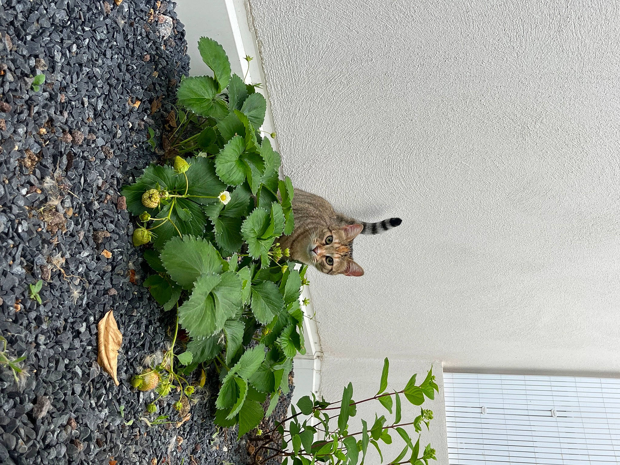 Matteo Et Margot participe au concours pour gagner de l'argent avec cette photo : annual_plant, asphalt, beak, bird, brick, concrete, felidae, flower, flowering_plant, grass, groundcover, herb, herbaceous_plant, plant, road_surface, shrub, soil, tail, wall, wood
