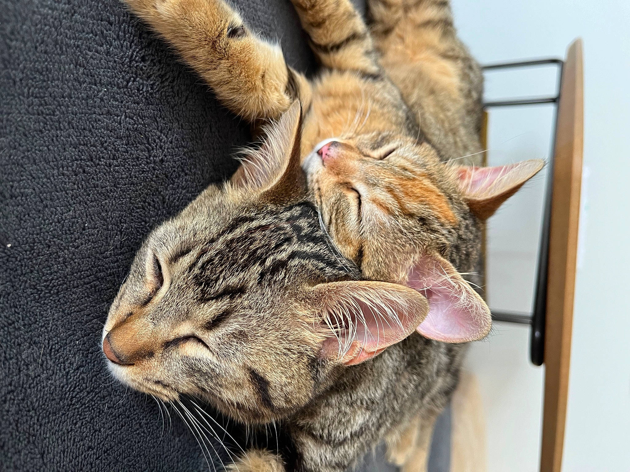 Matteo Et Margot participe au concours pour gagner de l'argent avec cette photo : carnivore, cat, claw, close_up, comfort, domestic_short_haired_cat, ear, fawn, felidae, foot, fur, gesture, human_leg, paw, small_to_medium_sized_cats, snout, tail, terrestrial_animal, whiskers, wildlife