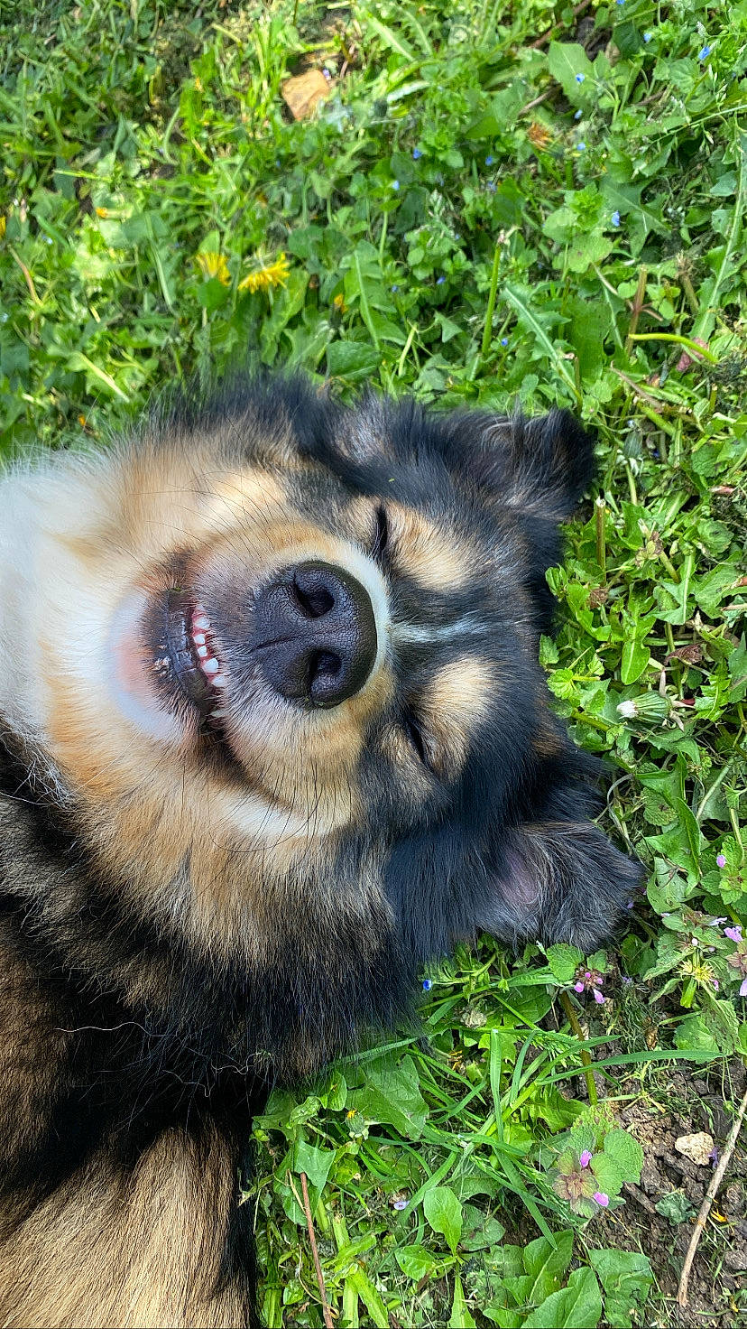 Shayko participe au concours pour gagner de l'argent avec cette photo : ancient_dog_breeds, canidae, canis, carnivore, companion_dog, dog, dog_breed, fawn, fur, grass, groundcover, paw, plant, puppy, snout, sporting_group, terrestrial_animal, whiskers, working_animal, zoo