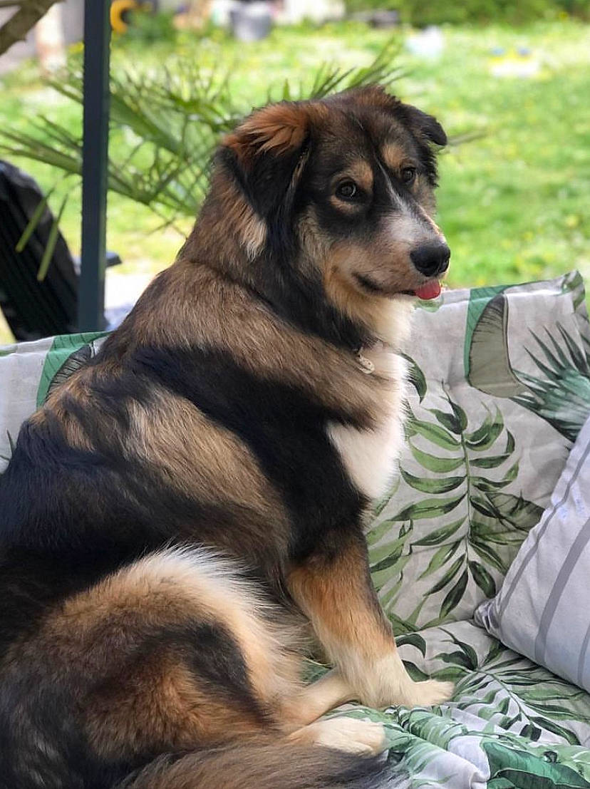 Shayko a rejoint le concours — aidez-le/la à gagner de superbes lots ! ancient_dog_breeds, canidae, carnivore, companion_dog, dog, dog_breed, fur, grass, plant, snout, sporting_group, terrestrial_animal, whiskers, working_dog