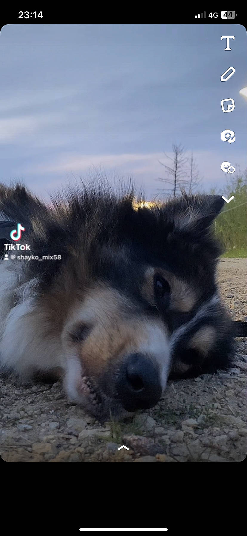 Shayko a rejoint le concours — aidez-le/la à gagner de superbes lots ! canidae, canis, carnivore, cloud, companion_dog, dog, dog_breed, fur, herding_dog, landscape, plant, puppy, rock, sky, snout, soil, sporting_group, terrestrial_animal, wildlife, working_dog