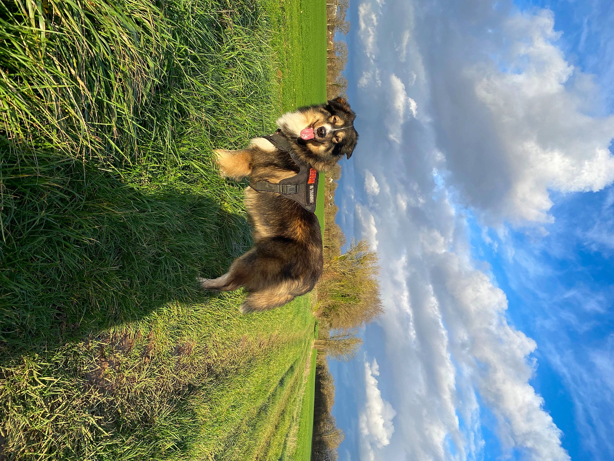 Shayko participe au concours pour gagner de l'argent avec cette photo : adventure, carnivore, cloud, companion_dog, cumulus, dog, dog_breed, fun, grass, happy, leisure, people_in_nature, plant, recreation, reflection, sky, sporting_group, tail, tree, water