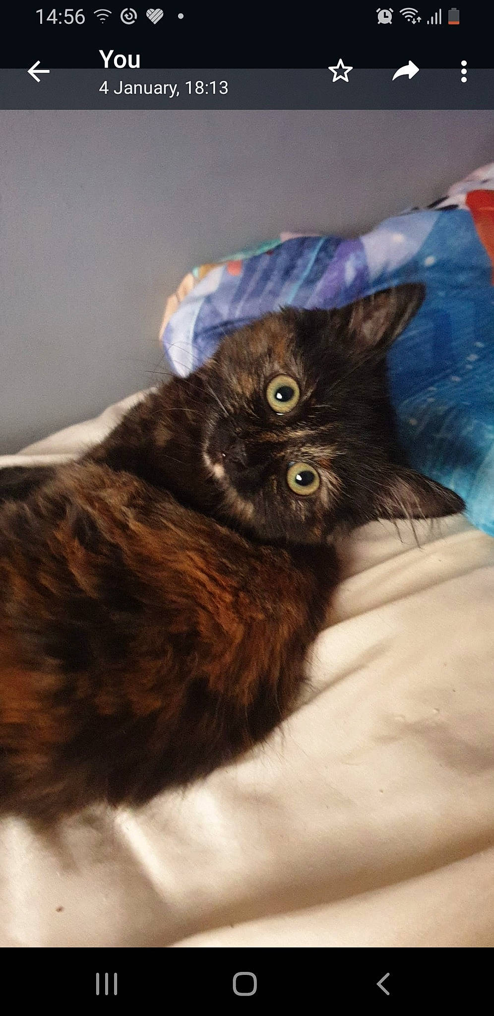 Smudge joined the competition — help win amazing prizes! black_cat, carnivore, cat, claw, comfort, domestic_short_haired_cat, fawn, felidae, fur, liver, paw, small_to_medium_sized_cats, snout, tail, terrestrial_animal, whiskers