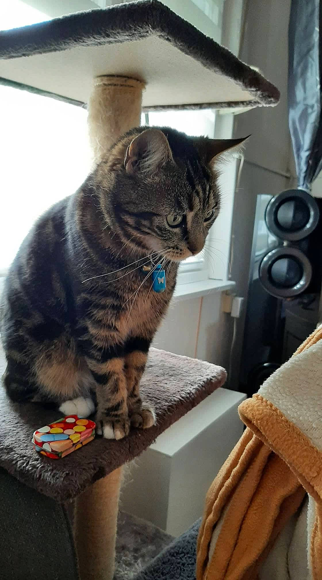 Capucine a rejoint le concours — aidez-le/la à gagner de superbes lots ! audio_equipment, carnivore, cat, cat_supply, comfort, computer_speaker, domestic_short_haired_cat, felidae, fur, loudspeaker, output_device, public_address_system, sitting, small_to_medium_sized_cats, snout, studio_monitor, subwoofer, tail, whiskers, window