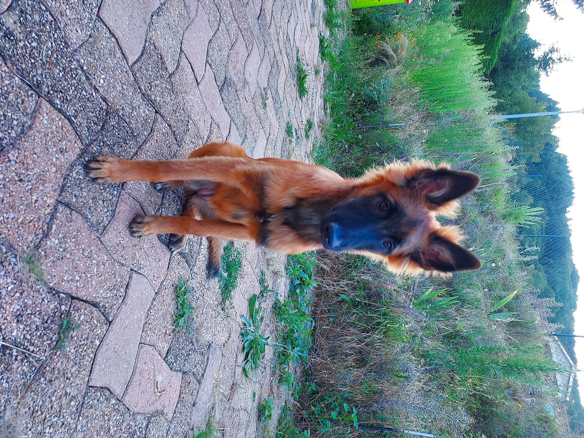 Lassie a rejoint le concours — aidez-le/la à gagner de superbes lots ! carnivore, dog, dog_breed, electric_blue, fawn, felidae, fur, grass, liver, plant, shadow, sporting_group, tail, terrestrial_animal, tree, trunk, wildlife, window, wood, working_animal