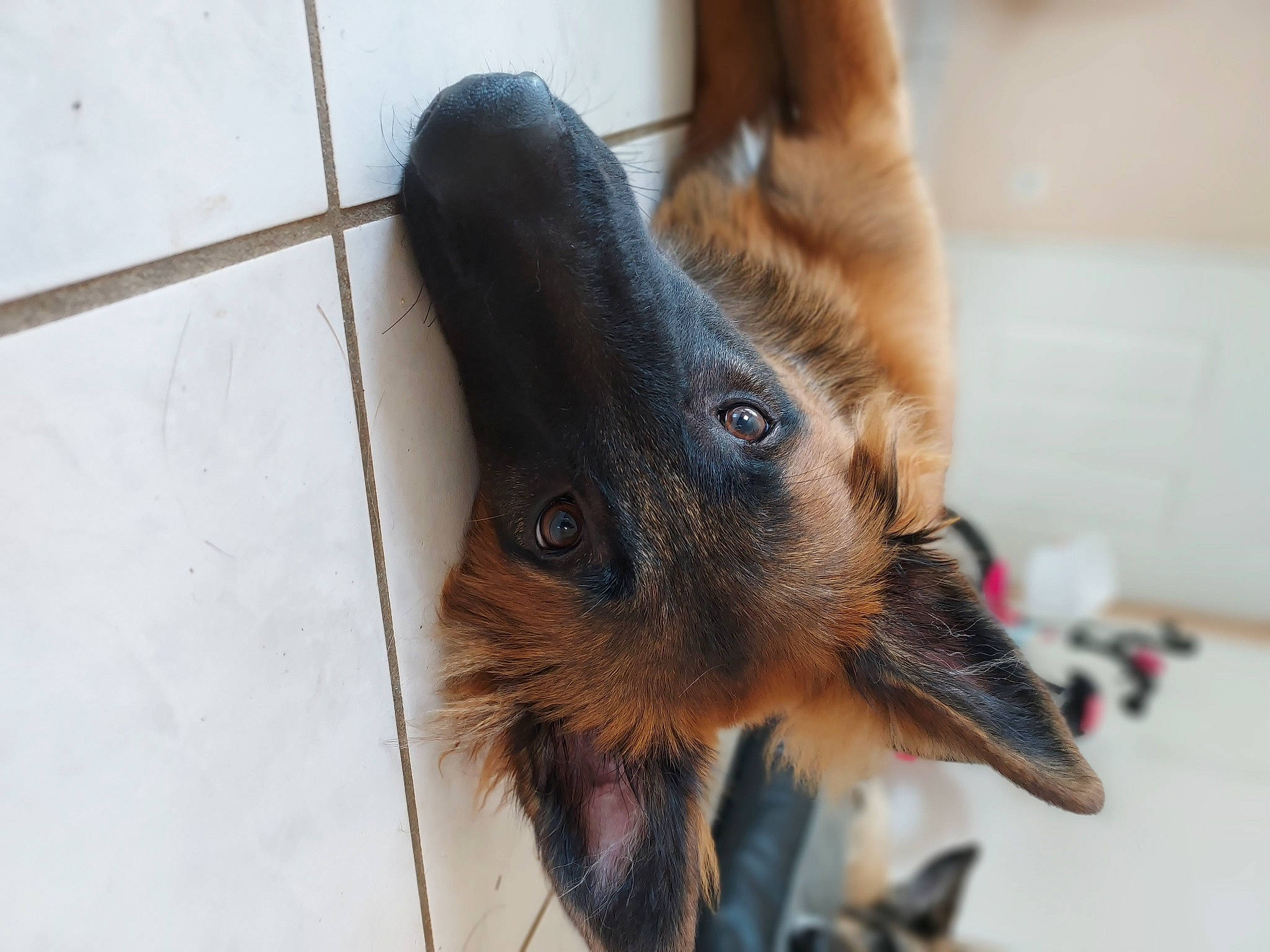 Lassie participe au concours pour gagner de l'argent avec cette photo : canidae, carnivore, claw, close_up, companion_dog, dog_breed, ear, fawn, flooring, fur, liver, paw, snout, sporting_group, tail, terrestrial_animal, whiskers, working_animal
