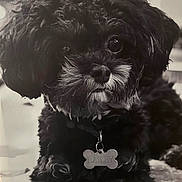 Bailey is registered to the contest to win money with this photo: dog, black_dog, curly_fur, pet, animal, close_up, portrait, cute, fluffy, collar, name_tag, indoor, laying_down, fur_texture, whiskers, small_dog, alert, domestic_animal, companion, friendly