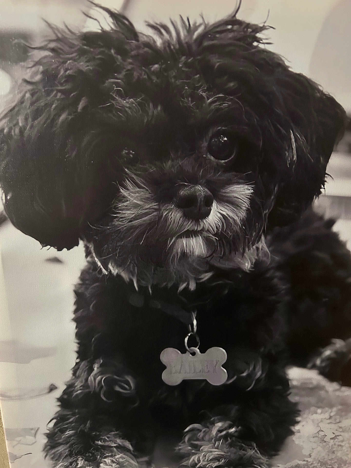 Bailey is registered to the contest to win money with this photo: dog, black_dog, curly_fur, pet, animal, close_up, portrait, cute, fluffy, collar, name_tag, indoor, laying_down, fur_texture, whiskers, small_dog, alert, domestic_animal, companion, friendly