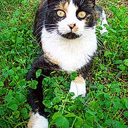 Minette participe au concours pour gagner de l'argent avec cette photo :