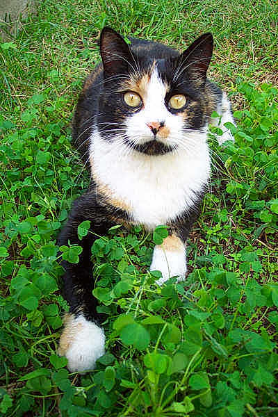 Minette