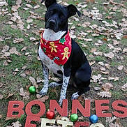 Roxy participe au concours pour gagner de l'argent avec cette photo : animal, bandana, black_dog, celebration, christmas_ornaments, cute, decorations, dog, fall, festive, gingerbread_pattern, grass, holiday, leaves, outdoor, pet, red_bandana, seasonal, sitting, white_dog