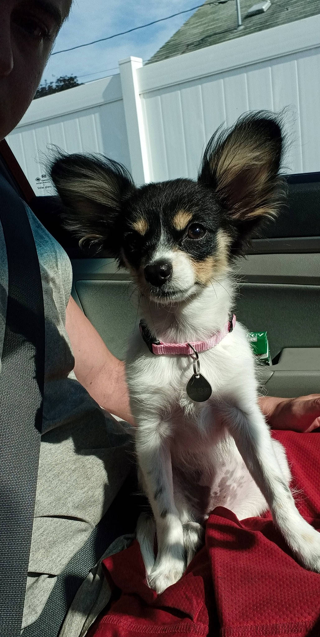 Annettie is registered to the contest to win money with this photo: canidae, carnivore, companion_dog, dog, dog_breed, mammal, papillon, phalene, puppy, rare_breed_dog, snout, sporting_group, toy_dog, vertebrate