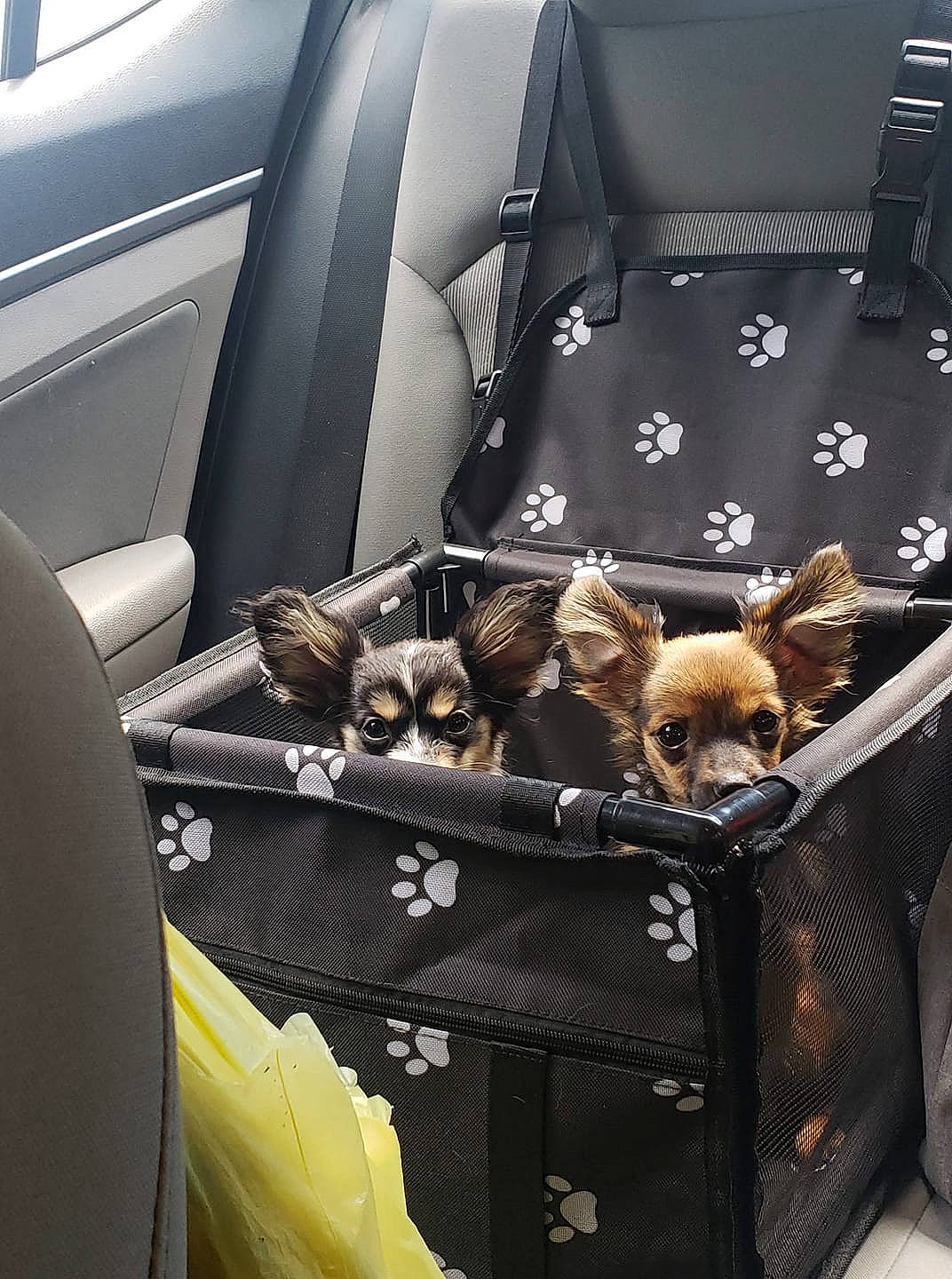 Annettie joined the competition — help win amazing prizes! canidae, car, car_seat, car_seat_cover, carnivore, chihuahua, companion_dog, dog, dog_breed, fawn, sporting_group, toy_dog, vehicle, vehicle_door