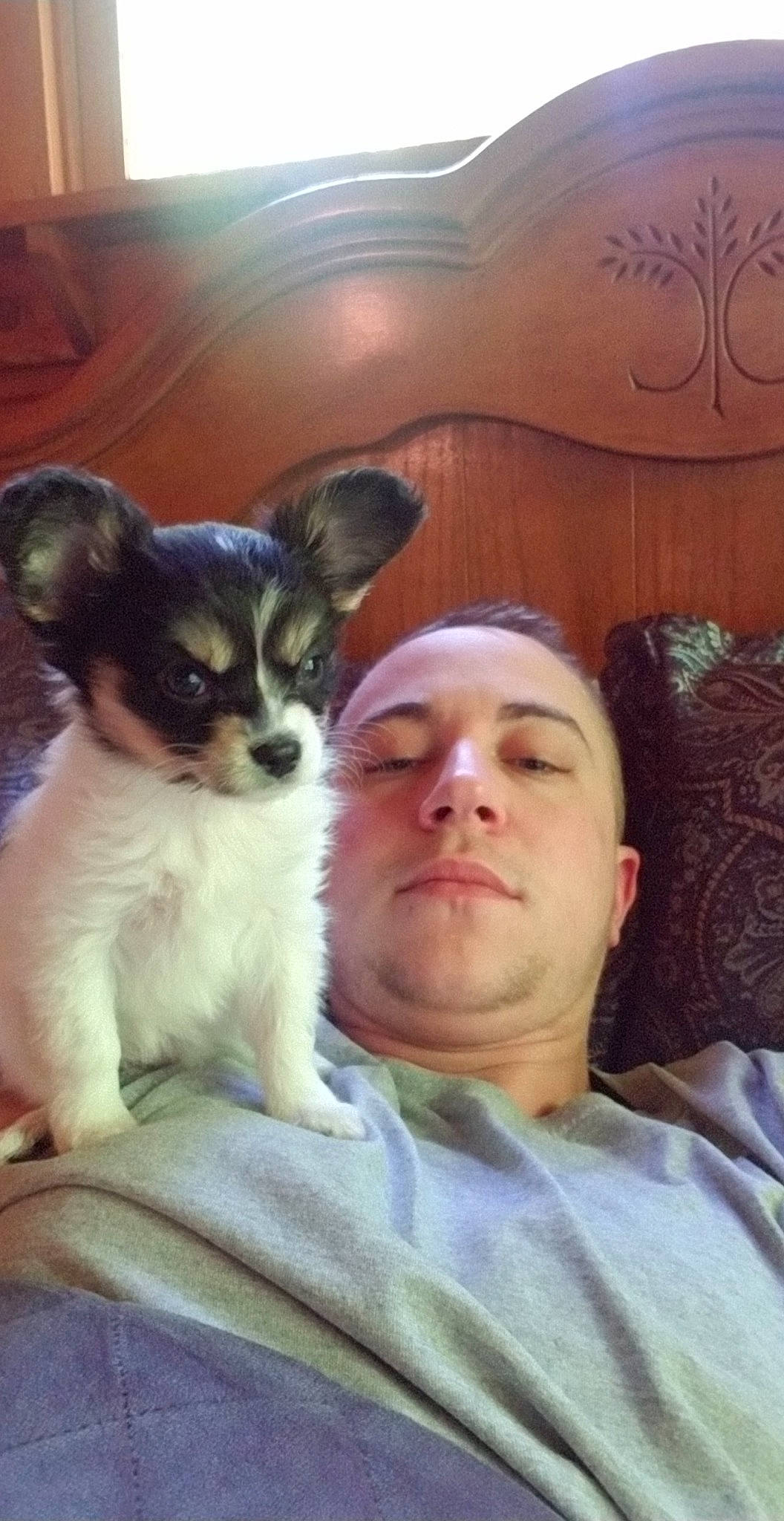 Annettie is registered to the contest to win money with this photo: canidae, carnivore, chihuahua, companion_dog, dog, dog_breed, fawn, mammal, papillon, puppy, puppy_love, toy_dog