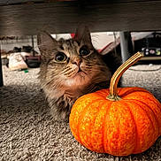 Misty Sploot joined the competition — help win amazing prizes! cat, pumpkin, carpet, indoor, feline, pet, whiskers, curious, orange_pumpkin, gourd, autumn, cozy, surprised, wide_eyes, portrait, close_up, under_bed, furniture, floor, cute
