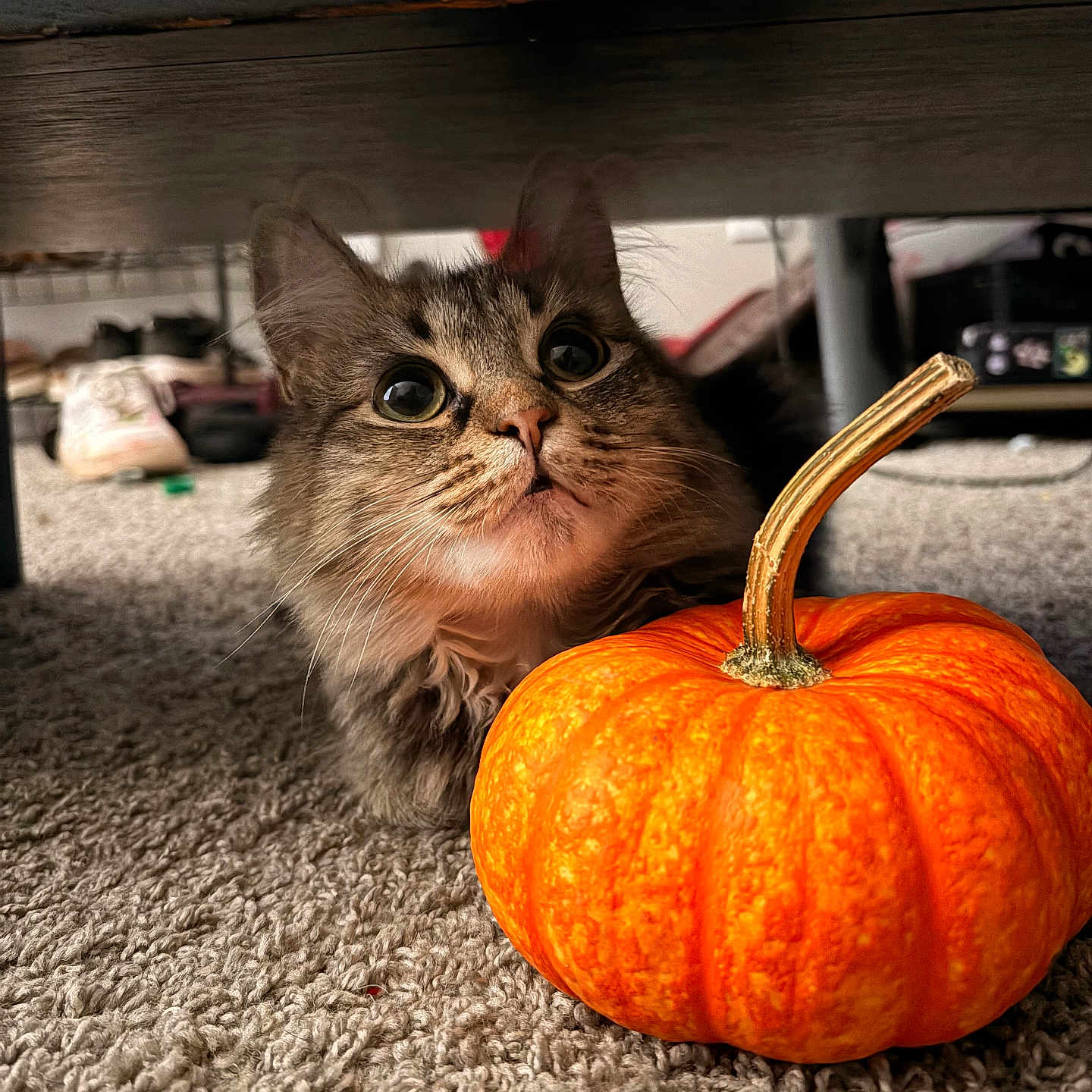 Misty Sploot joined the competition — help win amazing prizes! autumn, carpet, cat, close_up, cozy, curious, cute, feline, floor, furniture, gourd, indoor, orange_pumpkin, pet, portrait, pumpkin, surprised, under_bed, whiskers, wide_eyes