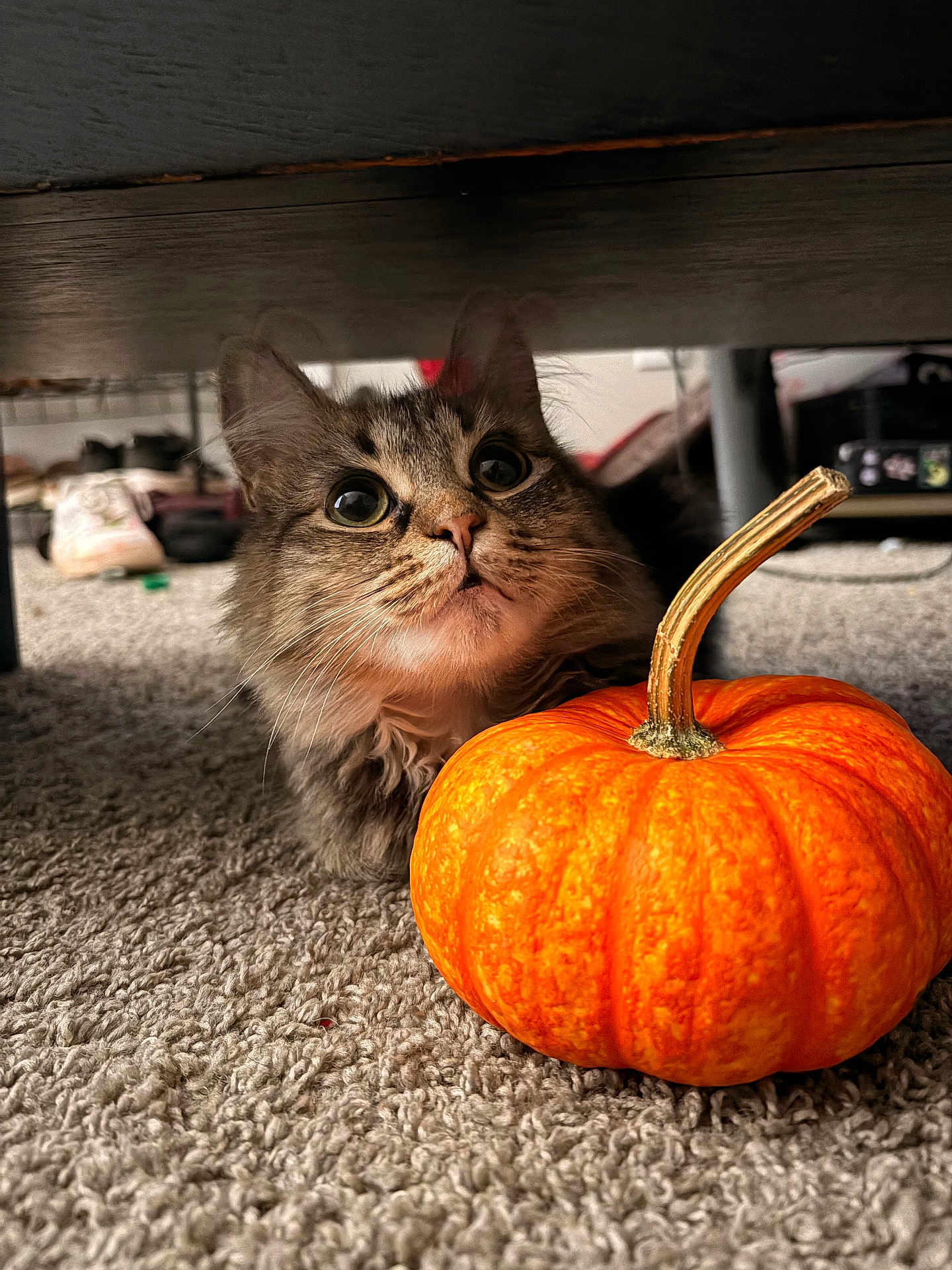 Misty Sploot joined the competition — help win amazing prizes! cat, pumpkin, carpet, indoor, feline, pet, whiskers, curious, orange_pumpkin, gourd, autumn, cozy, surprised, wide_eyes, portrait, close_up, under_bed, furniture, floor, cute