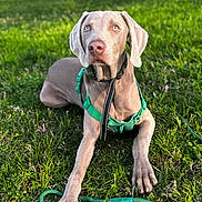 Diesel joined the competition — help win amazing prizes! dog, weimaraner, green_harness, green_leash, grass, outdoor, pet, canine, animal, lying_down, sunlight, attention, ears, blue_eyes, summer, nature, domestic_animal, muzzle, paws, collar