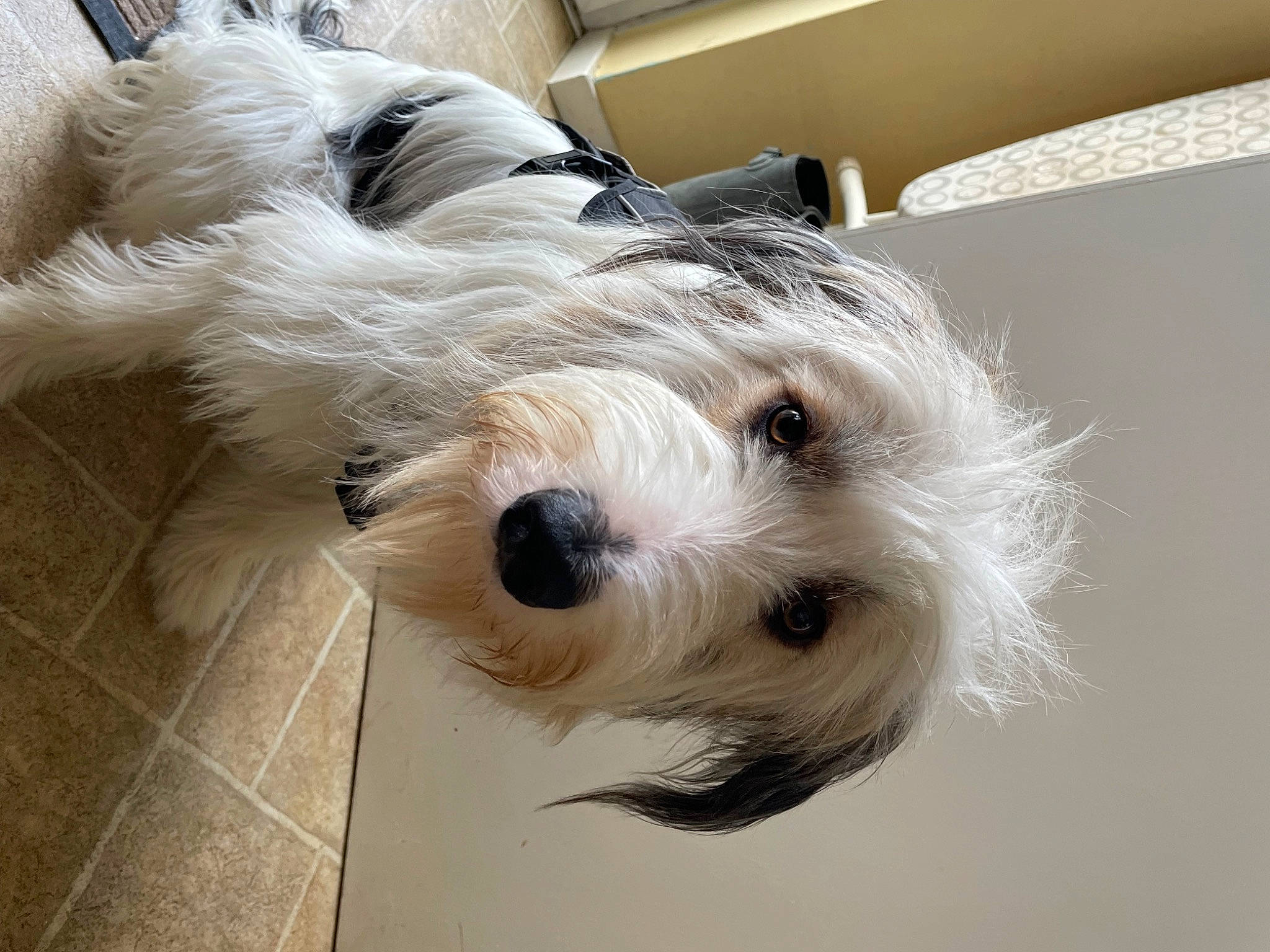 Daisy is registered to the contest to win money with this photo: canidae, carnivore, collar, companion_dog, dog, dog_breed, dog_collar, dog_supply, flooring, fur, giant_dog_breed, maltepoo, non_sporting_group, pet_supply, small_terrier, snout, sporting_group, terrier, toy_dog, working_animal