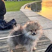 Alfie participe au concours pour gagner de l'argent avec cette photo : dog, puppy, pomeranian, leash, wooden_dock, lake, sunset, water, reflection, grass, trees, buildings, people, sneakers, black_clothing, outdoor, park, sky, nature, cute