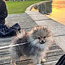 dog, puppy, pomeranian, leash, wooden_dock, lake, sunset, water, reflection, grass, trees, buildings, people, sneakers, black_clothing, outdoor, park, sky, nature, cute