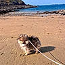 Alfie a rejoint le concours — aidez-le/la à gagner de superbes lots ! dog, pomeranian, beach, sand, leash, sea, sky, rocks, coastline, outdoor, pet, small_dog, sunny, daytime, walking, animal, nature, vacation, shore, water