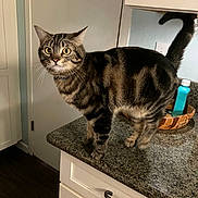 Canyon is registered to the contest to win money with this photo: cat, tabby_cat, pet, animal, kitchen, countertop, curious, alert, domestic_cat, feline, whiskers, ears, wide_eyes, fur, indoor, household, cabinet, bowl, counter, tail