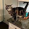 alert, animal, bowl, cabinet, cat, counter, countertop, curious, domestic_cat, ears, feline, fur, household, indoor, kitchen, pet, tabby_cat, tail, whiskers, wide_eyes