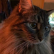 Mesa is registered to the contest to win money with this photo: cat, close_up, fluffy, whiskers, fur, green_eyes, pet, animal, indoor, portrait, soft_lighting, warm_tones, feline, cute, mammal, domestic_animal, face, head, focused, cozy