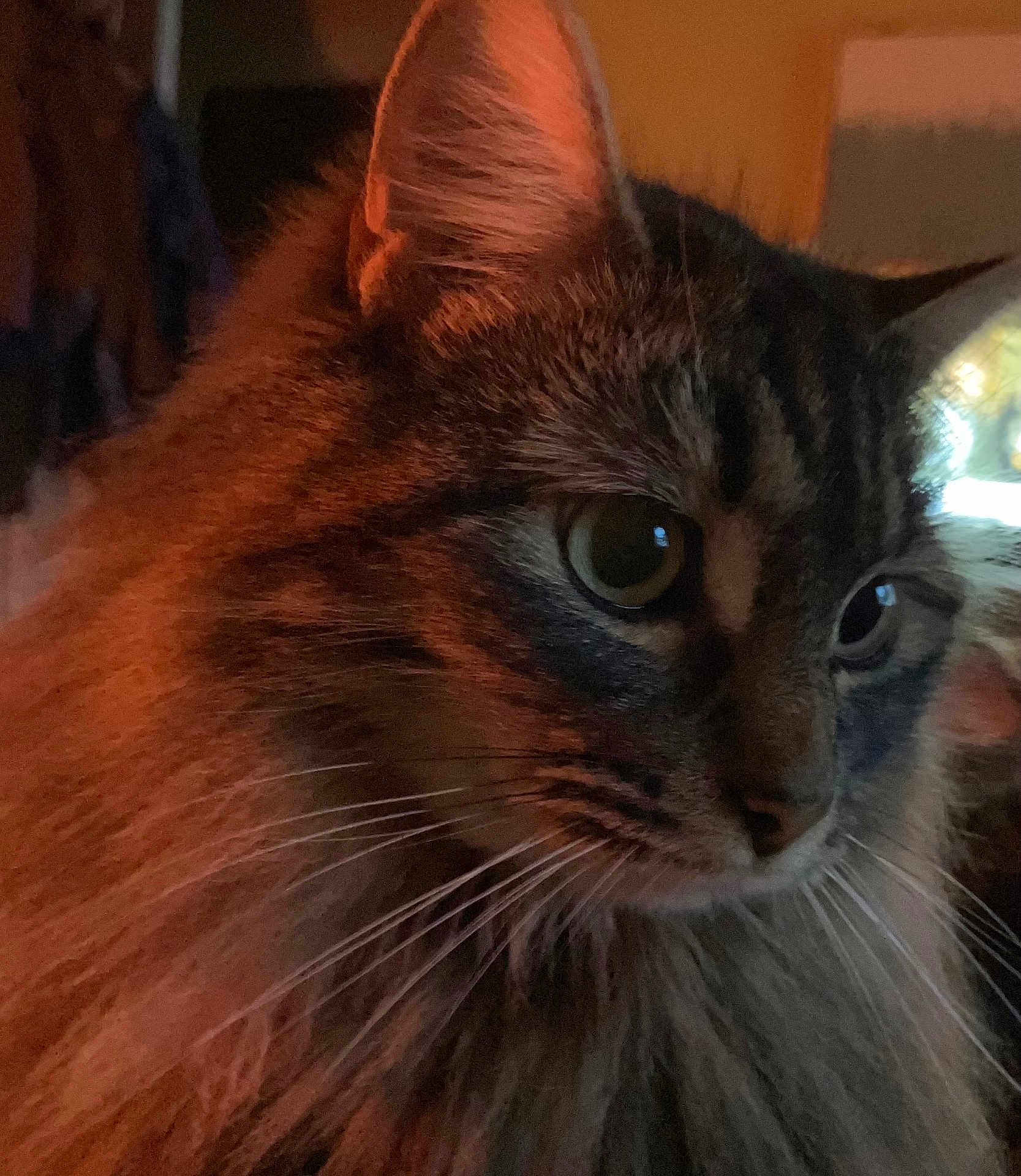 Mesa is registered to the contest to win money with this photo: cat, close_up, fluffy, whiskers, fur, green_eyes, pet, animal, indoor, portrait, soft_lighting, warm_tones, feline, cute, mammal, domestic_animal, face, head, focused, cozy