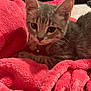 Sugar is registered to the contest to win money with this photo: kitten, cat, gray_tabby, pet, animal, collar, bell, blanket, pink, soft, cozy, indoor, fur, whiskers, cute, young, resting, closeup, bedroom, feline