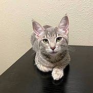 Sugar joined the competition — help win amazing prizes! cat, kitten, gray_tabby, indoor, table, feline, pet, animal, whiskers, ears, fur, paw, resting, curious, portrait, close_up, domestic_cat, calm, young_cat, cute