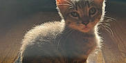 Sugar joined the competition — help win amazing prizes! kitten, cat, animal, pet, fur, whiskers, ears, wooden_floor, sunlight, shadow, indoor, cute, small, feline, sitting, young, domestic, adorable, portrait, natural_light