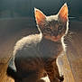 kitten, cat, animal, pet, fur, whiskers, ears, wooden_floor, sunlight, shadow, indoor, cute, small, feline, sitting, young, domestic, adorable, portrait, natural_light