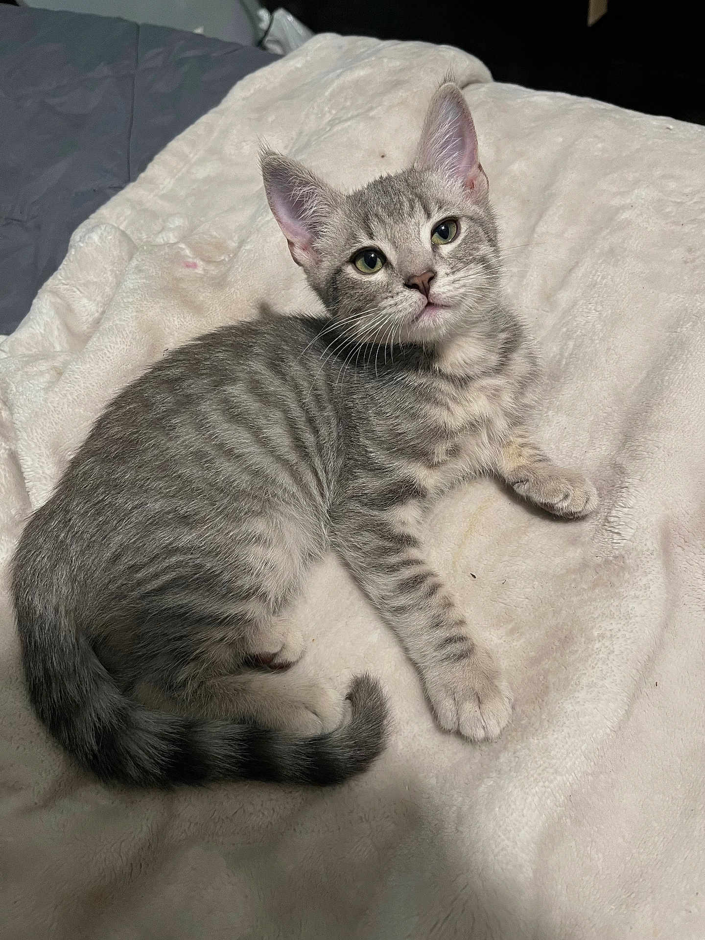 Sugar joined the competition — help win amazing prizes! kitten, cat, gray_tabby, striped_fur, pet, animal, cute, indoor, blanket, soft_texture, feline, young_cat, tail, whiskers, alert, resting, cozy, fur_pattern, small, domestic_cat