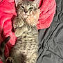 Sugar is registered to the contest to win money with this photo: kitten, cat, gray_tabby, pet, animal, cute, fluffy, fur, whiskers, paws, bow, pink_blanket, cozy, relaxed, indoor, sleepy, adorable, young_cat, lying_down, soft_texture