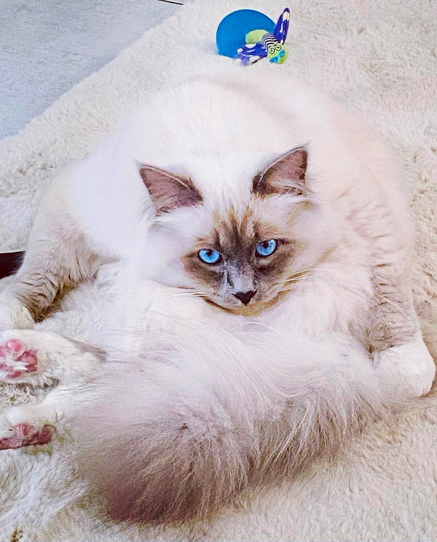 Rolex participe au concours pour gagner de l'argent avec cette photo : balinese, birman, carnivore, cat, claw, domestic_short_haired_cat, fawn, felidae, fur, iris, paw, ragdoll, siamese, sitting, small_to_medium_sized_cats, snout, tail, terrestrial_animal, thai, whiskers