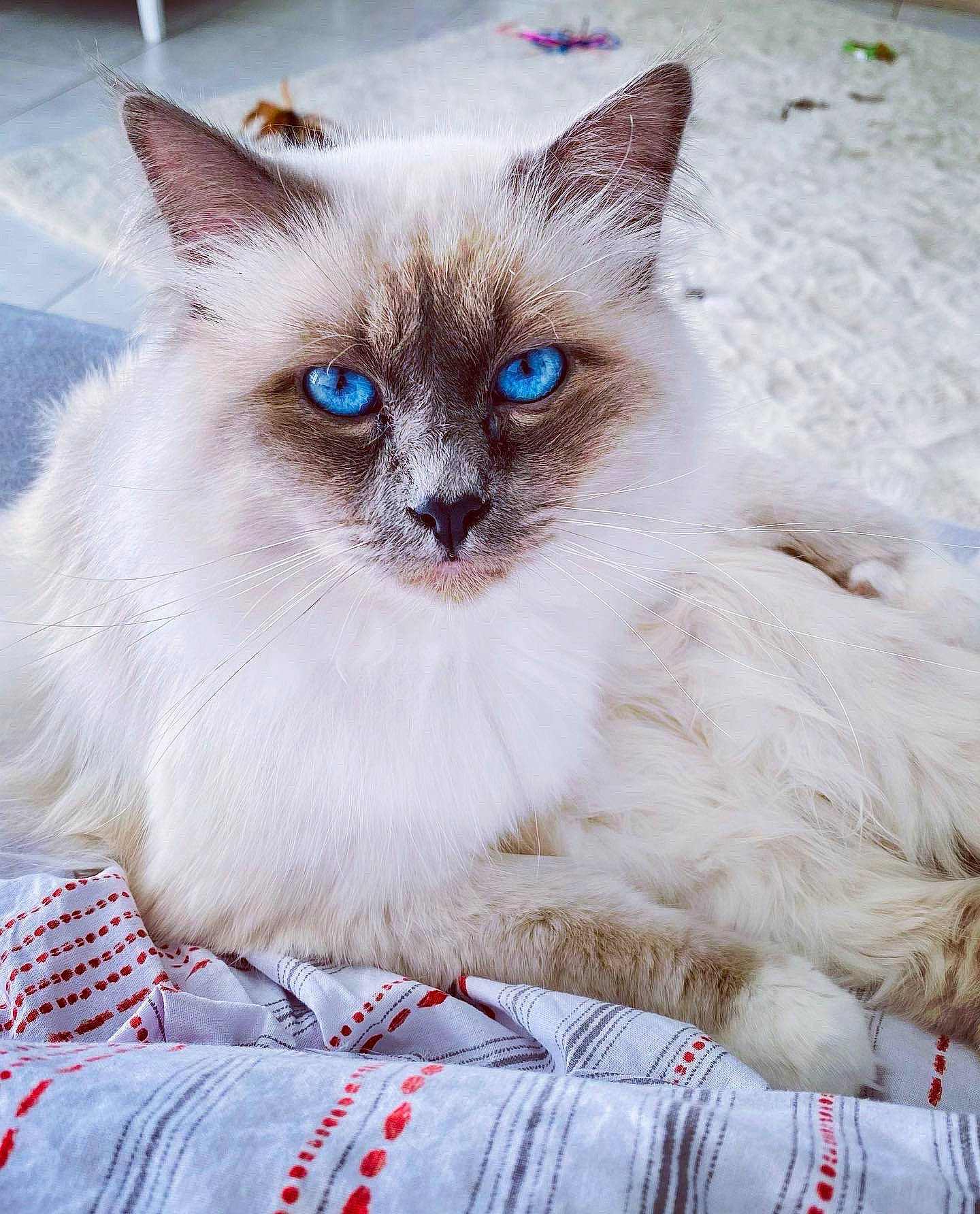 Rolex participe au concours pour gagner de l'argent avec cette photo : birman, blue, carnivore, cat, collar, electric_blue, fawn, felidae, foot, fur, iris, siamese, sitting, small_to_medium_sized_cats, snout, terrestrial_animal, thai, whiskers