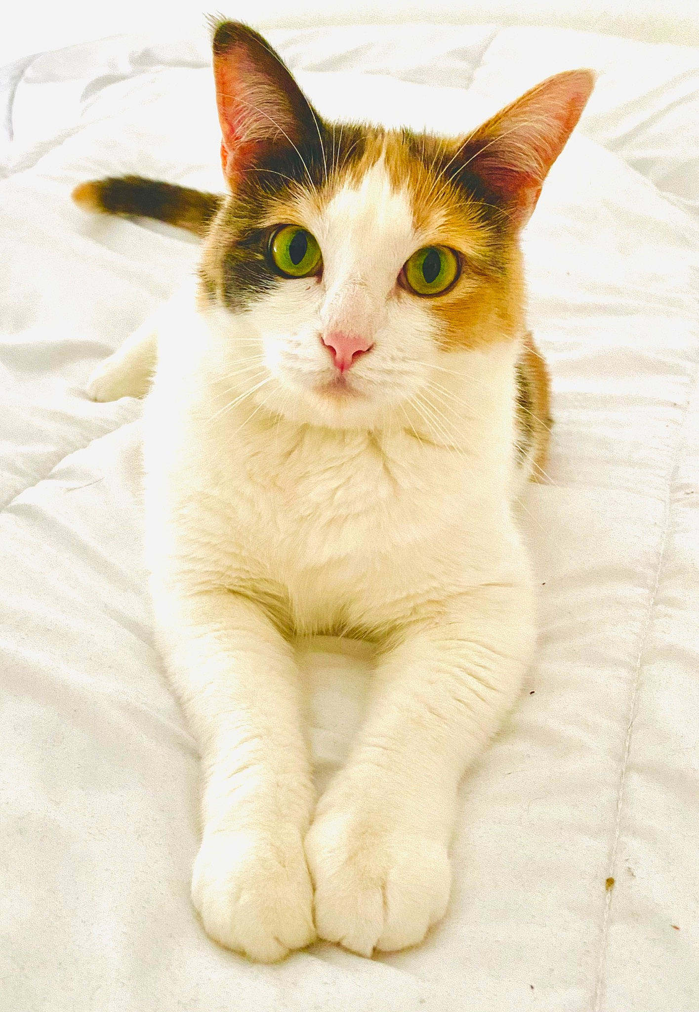 Princesse a rejoint le concours — aidez-le/la à gagner de superbes lots ! art, carnivore, cat, claw, domestic_short_haired_cat, eye, fawn, felidae, foot, fur, iris, paw, small_to_medium_sized_cats, snout, tail, terrestrial_animal, whiskers