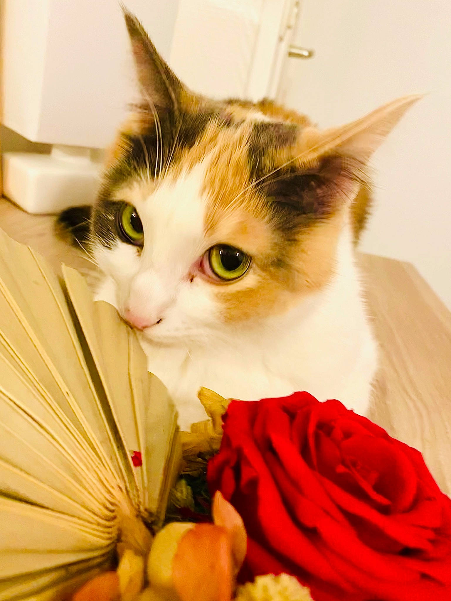 Princesse a rejoint le concours — aidez-le/la à gagner de superbes lots ! artificial_flower, carnivore, cat, close_up, cut_flowers, domestic_short_haired_cat, felidae, flower, flower_arranging, fur, hybrid_tea_rose, petal, plant, rose, rose_family, rose_order, small_to_medium_sized_cats, snout, whiskers, window