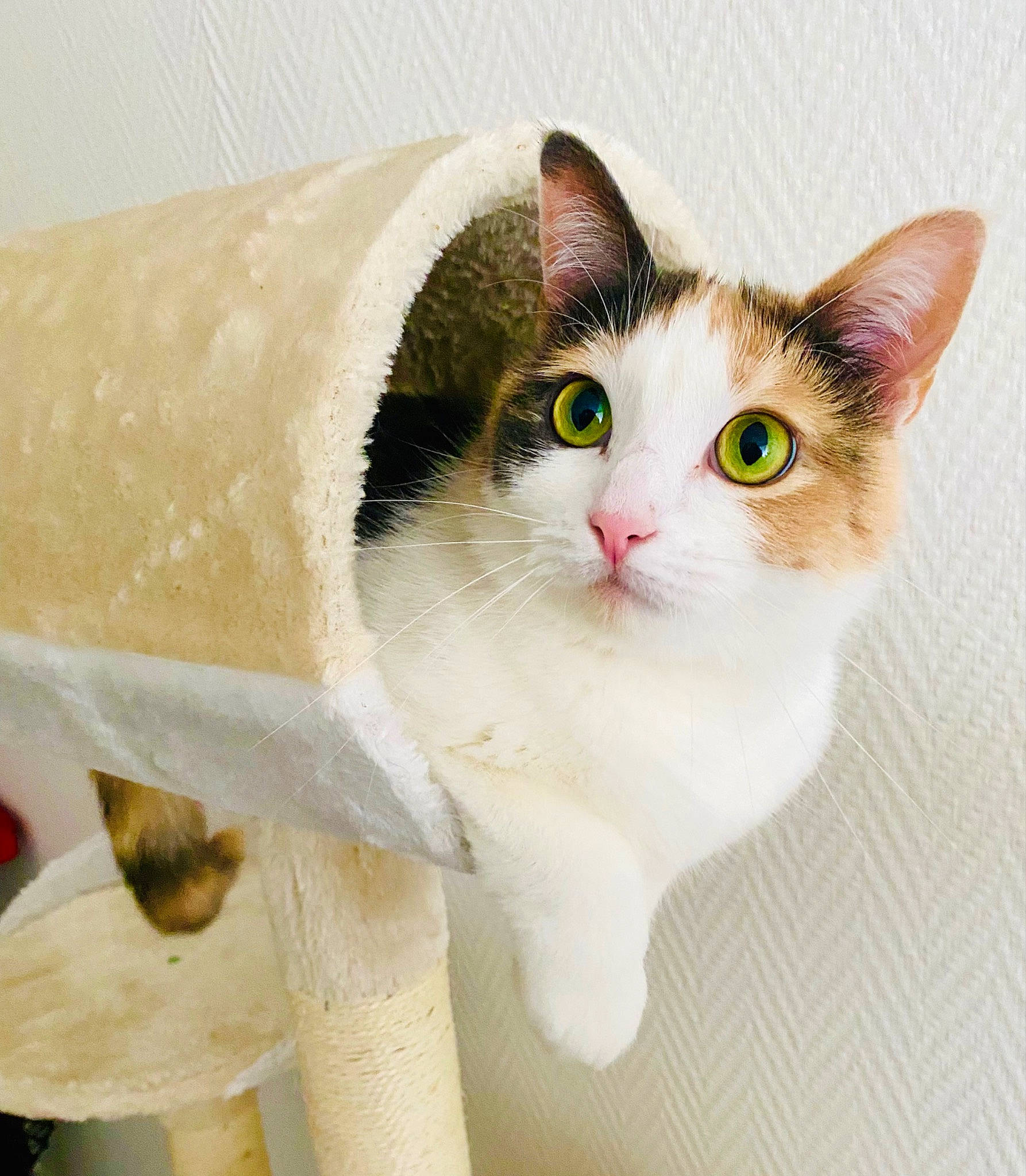 Princesse a rejoint le concours — aidez-le/la à gagner de superbes lots ! art, carnivore, cat, collar, domestic_short_haired_cat, fawn, felidae, fur, paint, paw, pet_supply, photo_caption, small_to_medium_sized_cats, snout, tail, whiskers