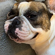 Gucci a rejoint le concours — aidez-le/la à gagner de superbes lots ! dog, french_bulldog, close_up, pet, sleepy, lying_down, wrinkled_face, ear, fur, canine, animal, cute, domestic_animal, relaxing, companion, indoors, soft_texture, blanket, resting, snout