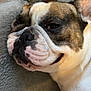 dog, french_bulldog, close_up, pet, sleepy, lying_down, wrinkled_face, ear, fur, canine, animal, cute, domestic_animal, relaxing, companion, indoors, soft_texture, blanket, resting, snout