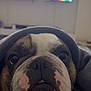 Gucci a rejoint le concours — aidez-le/la à gagner de superbes lots ! dog, bulldog, close_up, face, blanket, indoor, pet, animal, cozy, wrinkles, cute, lying_down, fur, nostrils, muzzle, watching_tv, blurred_background, living_room, resting, portrait