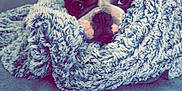 Gucci a rejoint le concours — aidez-le/la à gagner de superbes lots ! dog, blanket, couch, cozy, ears, pet, fur, snug, indoor, resting, comfort, cute, animal, face, portrait, relaxing, wrapped, soft, home, fur_texture