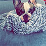 dog, blanket, couch, cozy, ears, pet, fur, snug, indoor, resting, comfort, cute, animal, face, portrait, relaxing, wrapped, soft, home, fur_texture